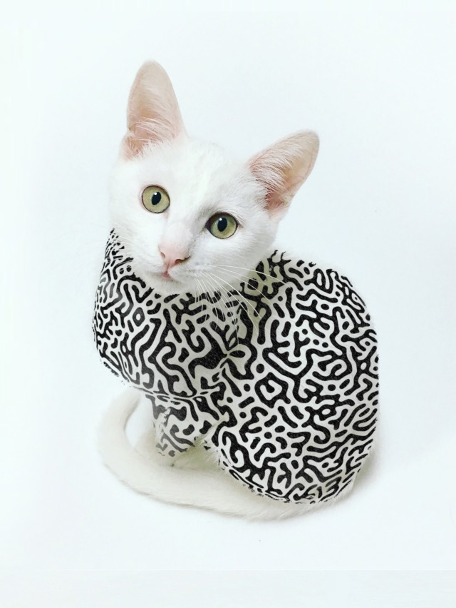 White cat with fur covered by a geometric pattern.